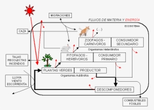 Cadena Trófica - Elementos De La Cadena Trofica