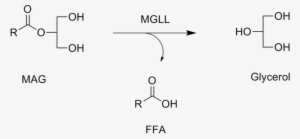 320 × 150 Pixels - Monoacylglycerol Lipase