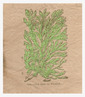 Patch-one - Thuya
