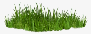Grass - Grass And Trees Png