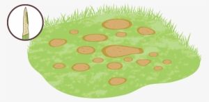 Brown Patch Is A Lawn Fungus That Can Be Caused By - Baseball Field