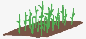 Sugarcane Patch - Grass