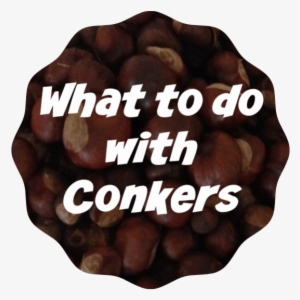 What To Do With Conkers - Chocolate