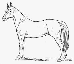 Free Vector Horse Scheme