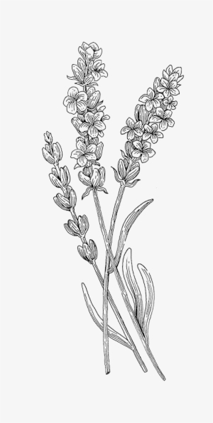 Lavender - Botany