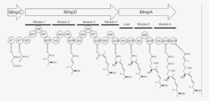 320 × 159 Pixels - Acyl Carrier Protein Structure
