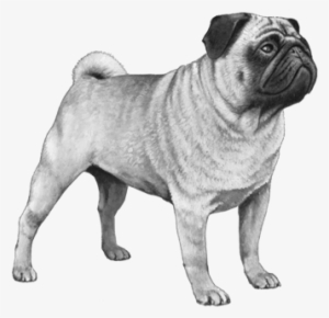 Ear Muzzle Tail - Pug
