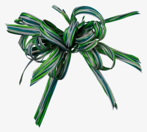 Crinum