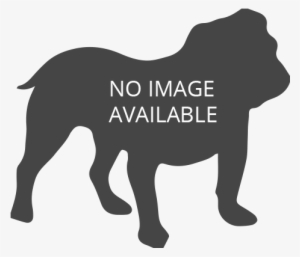 General Information - Silhouette English Bulldog