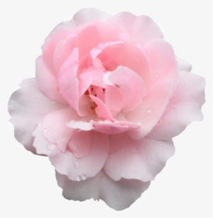 Transparent Roses - Rose