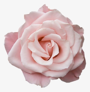 Rose Flower Pink Transparent Tumblr Freetoedit Png - Pastel Pink Rose Png
