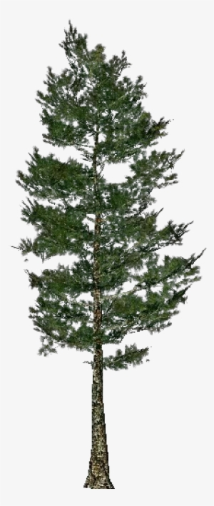 Árboles 3d - Pino Taeda - Footage Tree