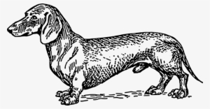 Small Dog Pet Short Fur Dachshund Breed Do - Wiener Dog Line Art
