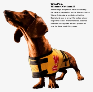 Wiener Dog Nationals 2013 Movie Trailer - Wienerschnitzel Dog