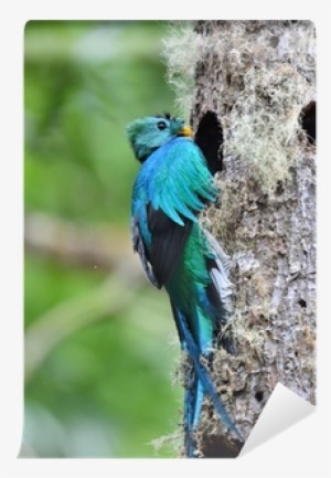 Resplendent Quetzal