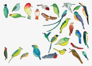 Coraciiformes