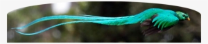 Resplendent Quetzal