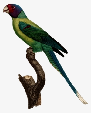 Medium Image - Parrot