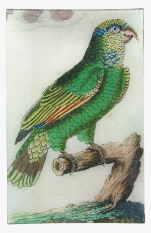 Parakeet