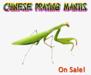 Chinese Praying Mantis Nymphs L-6 To L7 - Chinese Praying Mantis (live) + Free Fruit Flies