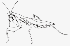 Insect European Mantis Drawing Chevrolet - Praying Mantis Black And White Png