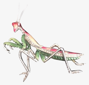 Preying Or Praying Mantis, Whichever Way You Spell - Mantidae