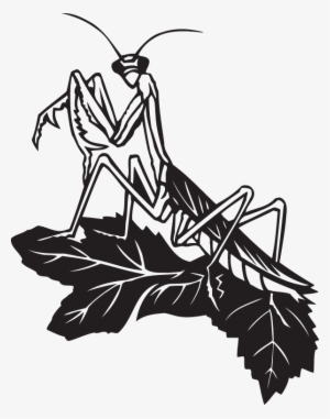 Black And White Praying Mantis