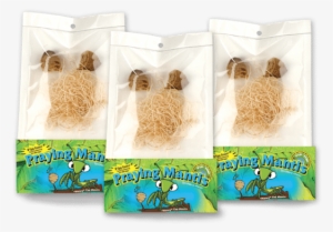 Live Praying Mantis Egg Cases Pouch - Beneficial Insects
