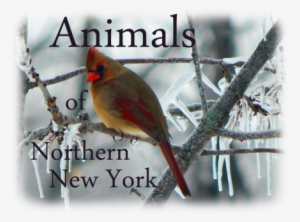 Animals Of Northern New York - New York