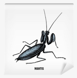 Engraving Vintage Praying Mantis - Mantis