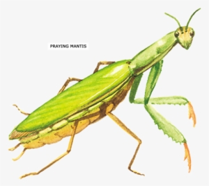 Praying Mantis Insect Ornament (round)