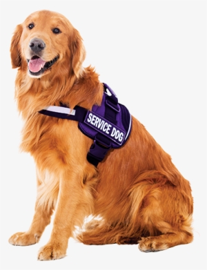 Dog Web Res - Golden Retriever Service Dog Png