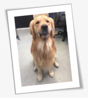 Diary Of A Service Dog - Golden Retriever