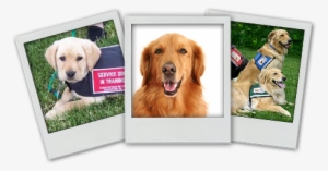 Collage Of Polaroids Of Service Dogs - Service Dogs