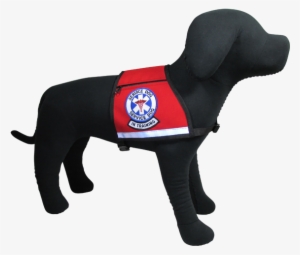 Service Dog, In Training Reflective Vest - Companion Dog