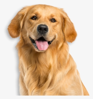 Service Dogs Tv-pg - Dog Pictures White Background