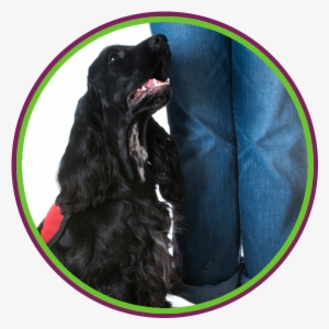 Service Dog & Skills Training - Dog