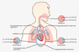 Fig 2 Diagram Showing The Partial Pressures Of Oxygen - Oxygen Cycle In Human Body