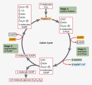 In Stage 1, The Enzyme Rubisco Incorporates Carbon - Calvin Cycle Pga