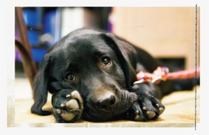 Troops With Ptsd Will Help Train A Labrador Puppy As - Labrador Retriever