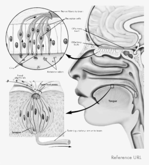 The Receptors Of The Chemical Sensory Systems Send - Smell Molecule