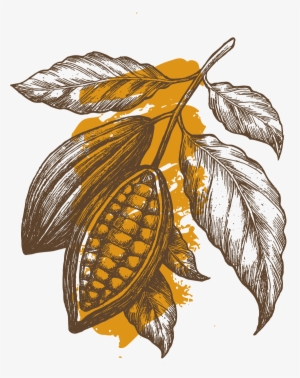 Cocoafruit - Cocoa Illustration