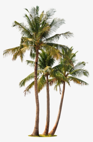Palm Trees White Background