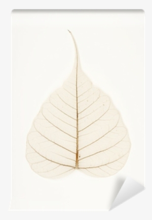 Banyan Tree Leaf