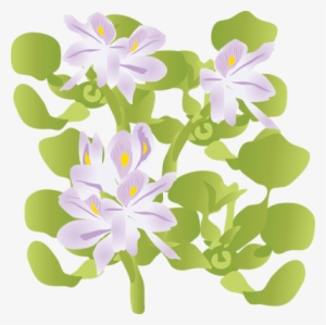 Ian Symbol Eichhornia Crassipes - Water Hyacinth Vector Png