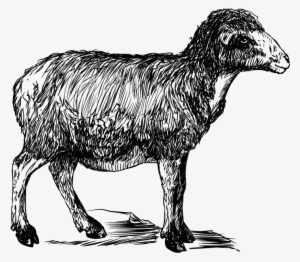 1,8m - Sheep
