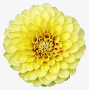 Flower,isolated Background, Transparent Images,clipping