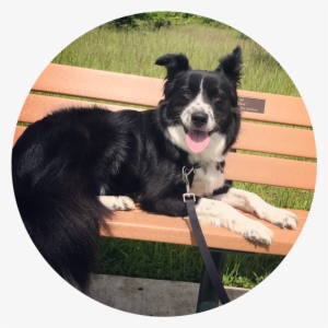 Jake-circular - Corvallis Dog Runner