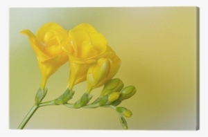 Yellow Freesia On Yellow And Green Background Canvas - Yellow