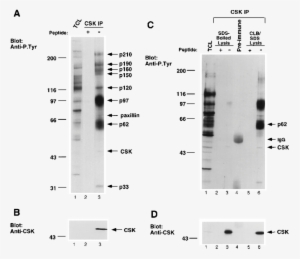 Tyr Containing Proteins Associate With Csk In V Src - Number